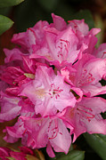 Pink Rhododendron 21 Photograph by Frank Mari