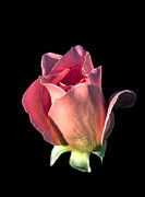 Pink Rose Bud Photograph by Mike Stpehens