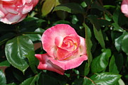 Pink Rose Photograph by Sandra Lee Scott