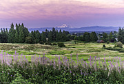 Pink Sky Evening Photograph by Mark Joseph