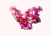 Pink Sweet Pea Heart Photograph by Susan Savad Pink Sweet Pea Heart Photograph by Susan Savad