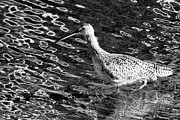 Piper Profile, Black and White Photograph by Adam Morsa Piper Profile, Black and White Photograph by Adam Morsa