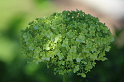 Pistachio Hydrangea Chicago Botanical Gardens Photograph by Colleen Cornelius