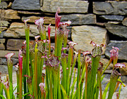 Pitcher Plant Photograph by Allen Nice-Webb Pitcher Plant Photograph by Allen Nice-Webb