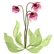 Pitcher Plant Flowers, X-ray Photograph by Ted Kinsman Pitcher Plant Flowers, X-ray Photograph by Ted Kinsman