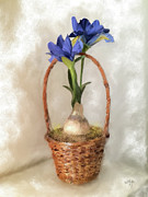 Plain Blue Iris Digital Art by Lois Bryan