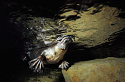 Platypus Surfacing Photograph by David Parer and Elizabeth Parer-Cook Platypus Surfacing Photograph by David Parer and Elizabeth Parer-Cook