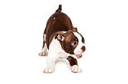 Playful Boston Terrier Puppy Dog Photograph by Good Focused