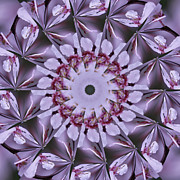 Plum Tree Kaleidoscope Photograph by Bill Barber