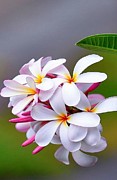 Plumeria Bloom Photograph by Carolyn Mickulas