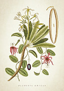 Plumeria Obtusa Botantical Print Digital Art by Aged Pixel
