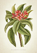 Plumeria Rubra botanical print Digital Art by Aged Pixel