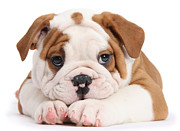 Po-faced Bulldog Photograph by Warren Photographic