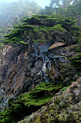 Point Lobos Veteran Cypress Tree Photograph by Charlene Mitchell