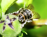 Pollen Bee Photograph by Scott Cordell