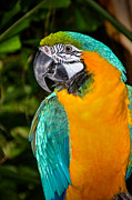 Polly II Photograph by Dave Bosse