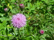 Pompom Photograph by Peggy King