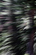 Ponderosa Pine Twist Photograph by Deborah Hughes
