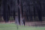 Ponderosa Purple Photograph by Deborah Hughes