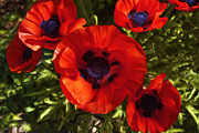 Poppies 1 Painting by Lou  Novick