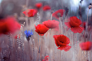 Poppies Photograph by Magda Bognar