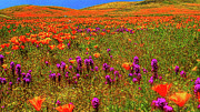 Poppies Photograph by Mark Jackson Poppies Photograph by Mark Jackson