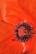 Poppy Envy Photograph by Jill Love