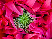 Poppy in Bud Photograph by Mark Egerton