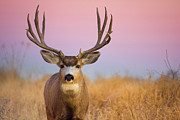 Portrait Of A Buck Photograph by John De Bord
