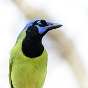 Portrait of a Green Jay Photograph by Debra Martz
