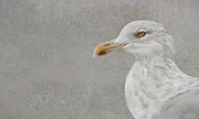 Portrait of a Gull Photograph by Karen Lynch