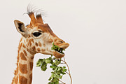 Portrait of a Rothschild Giraffe III Photograph by Nick Biemans