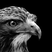 Portrait of Common Buzzard in black and white Photograph by Lukas Holas
