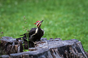 Posing Woodpecker Photograph by Andrea Silies