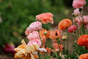 Powder Pink and Salmon Ranunculus Photograph by Colleen Cornelius