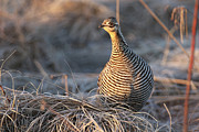 Prairie Chicken 4 Photograph by Brook Burling