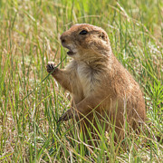 Prairie Dog Photograph by Brenda Jacobs Prairie Dog Photograph by Brenda Jacobs