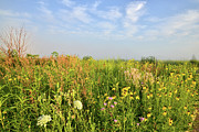 Prairie Grasses and Wildflowers in Glacial Park Photograph by Ray Mathis