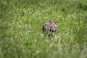 Prairie Predator Photograph by Andrea Silies