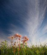 Prairie Smoke on the Prairie Photograph by Rikk Flohr Prairie Smoke on the Prairie Photograph by Rikk Flohr
