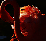 Preen Photograph by Linda Shafer