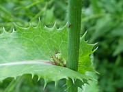 Pretty But Thistle Have To Go Photograph by Peggy King