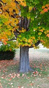 Pretty Colorful Tree Photograph by Yazid Ismail