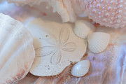 Pretty in Pink Photograph by Ana V Ramirez