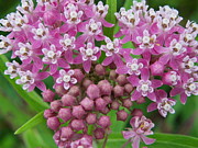 Pretty in Pink Photograph by Peggy King