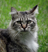 Pretty Kitty  Photograph by Kim Galluzzo