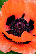 Pretty Oriental Poppy Photograph by Carole Gordon Pretty Oriental Poppy Photograph by Carole Gordon