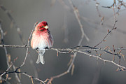 Pretty Purple Finch Photograph by Brook Burling
