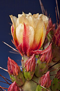 Prickly Pear Flower Photograph by Kelley King