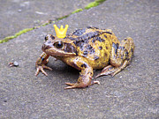 Princess Frog Photograph by Elena Perelman Princess Frog Photograph by Elena Perelman